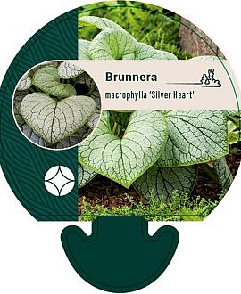 Brunnera macr. 'Silver Heart' Pot 9 cm