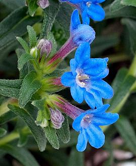 Buglossoides purpurocaerulea Pot 9 cm
