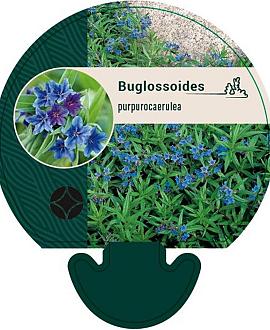 Buglossoides purpurocaerulea Pot 9 cm