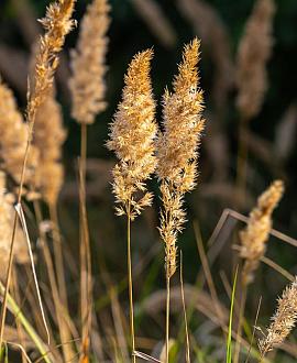 Calamagrostis epigejos Pot 9 cm
