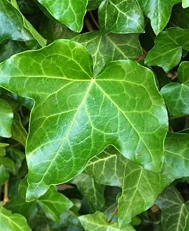 Hedera helix Pot 2 Liter