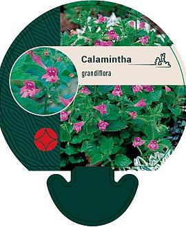 Calamintha grandiflora Pot 9 cm