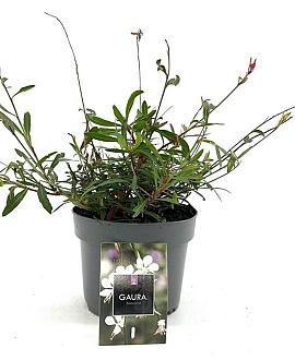 Gaura l. 'Whirling Butterflies' Pot 2 Liter