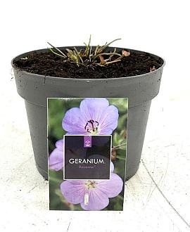 Geranium Rozanne Pot 2 Liter