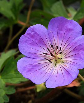 Geranium Rozanne Pot 2 Liter