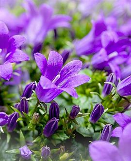 Campanula 'Birch Hybrid' Pot 9 cm