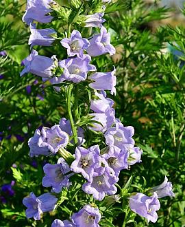 Campanula cochleariifolia Pot 9 cm