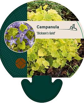 Campanula 'Dickson's Gold' Pot 9 cm