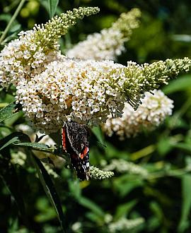 Buddleja White Chip Pot 3 Liter 