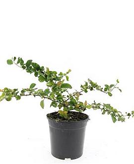 Chaenomeles sup. 'Jet Trail' Pot 1,5 liter