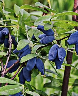 Lonicera c. 'Wojtek' Pot 2 Liter