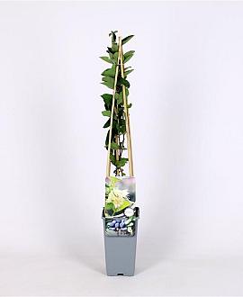 Lonicera c. 'Wojtek' Pot 2 Liter