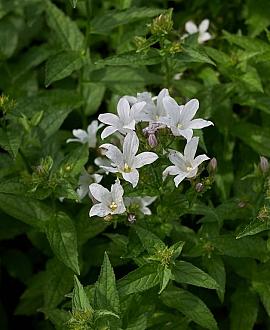 Campanula lact. 'Alba' Pot 9 cm
