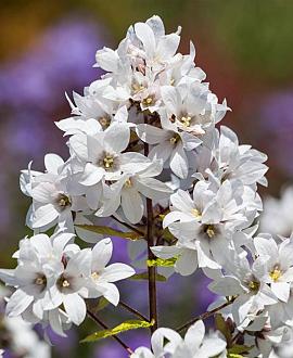 Campanula lact. 'Alba' Pot 9 cm
