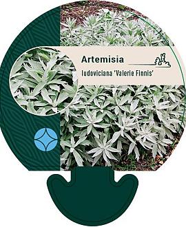 Artemisia lud. 'Valerie Finnis' Pot 9 cm