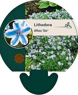 Glandora d. 'Star' Pot 9 cm