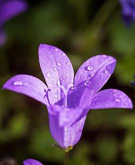Campanula p. 'Catharina' Pot 9 cm