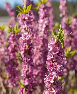 Daphne mezereum 'Rubra' Pot 3 Liter 