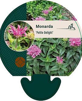 Monarda Petite Delight Pot 9 cm