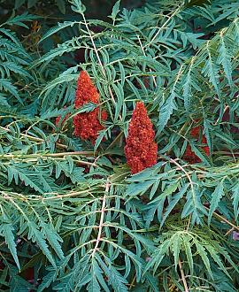 Rhus typhina 'Dissecta' Pot 20 Liter 100 - 125 cm