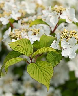 Viburnum plic. Kilimandjaro Pot 10 liter 125 - 150 cm