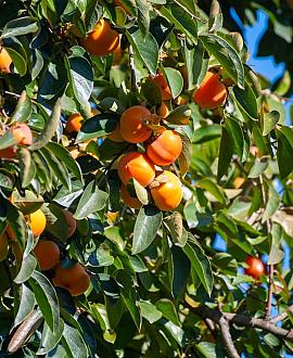 Diospyros kaki Pot 18 liter Halfstam