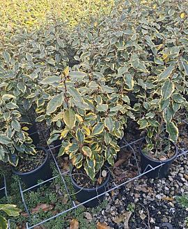 Elaeagnus ebb. 'Viveleg' Pot 3 Liter 