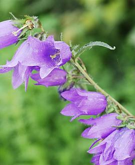 Campanula rapunculoides Pot 9 cm