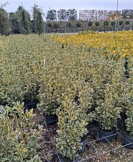 Euonymus jap. 'Bravo' Pot 3 Liter 