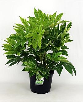 Fatsia japonica 'Spider's Web' Pot 12 liter 