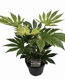Fatsia japonica 'Spider's Web' Pot 12 liter 