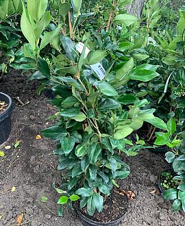 Ligustrum j. 'Texanum' Pot 5 Liter 