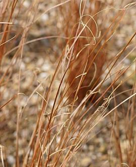 Carex buch. 'Red Rooster' Pot 9 cm