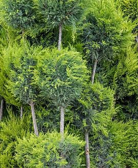 Cupressocyparis l. 'Gold Rider' Pot 65 Liter 175 - 200 cm Bonsai