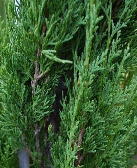 Cupressus semp. 'Pyramidalis' Pot 18 liter 125 - 150 cm