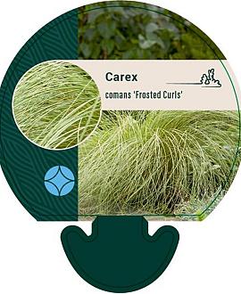 Carex comans 'Frosted Curls' Pot 9 cm