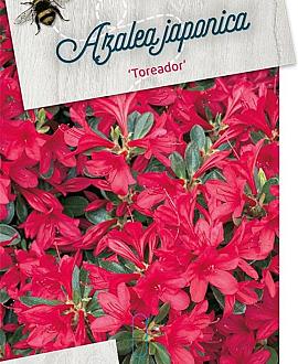 Rhododendron (AJ) 'Toreador' Pot 10 liter