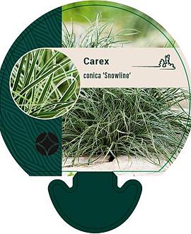Carex conica 'Snowline' Pot 9 cm