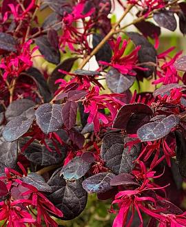 Loropetalum chinense Pot 10 liter