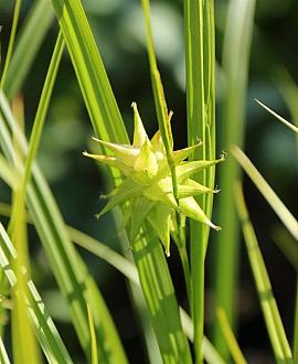 Carex grayi Pot 9 cm