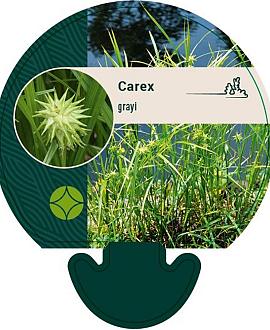 Carex grayi Pot 9 cm