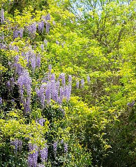 Wisteria sinensis in soorten Pot 10 liter 250 - 300 cm