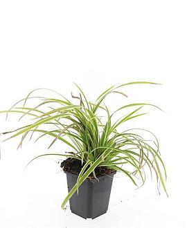 Carex morrowii 'Aureovariegata' Pot 9 cm