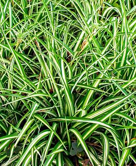Carex morrowii 'Aureovariegata' Pot 9 cm