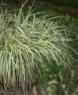 Carex morrowii 'Goldband' Pot 9 cm