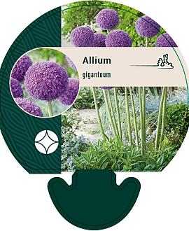 Allium giganteum Pot 11 cm