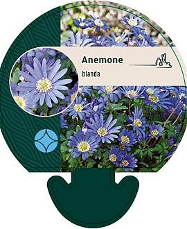 Anemone blanda Pot 9 cm