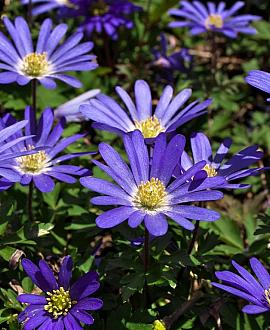 Anemone blanda Pot 9 cm