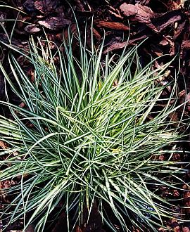 Carex ornithopoda 'Variegata' Pot 9 cm