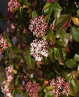 Viburnum tinus Lisarose Pot 5 Liter 